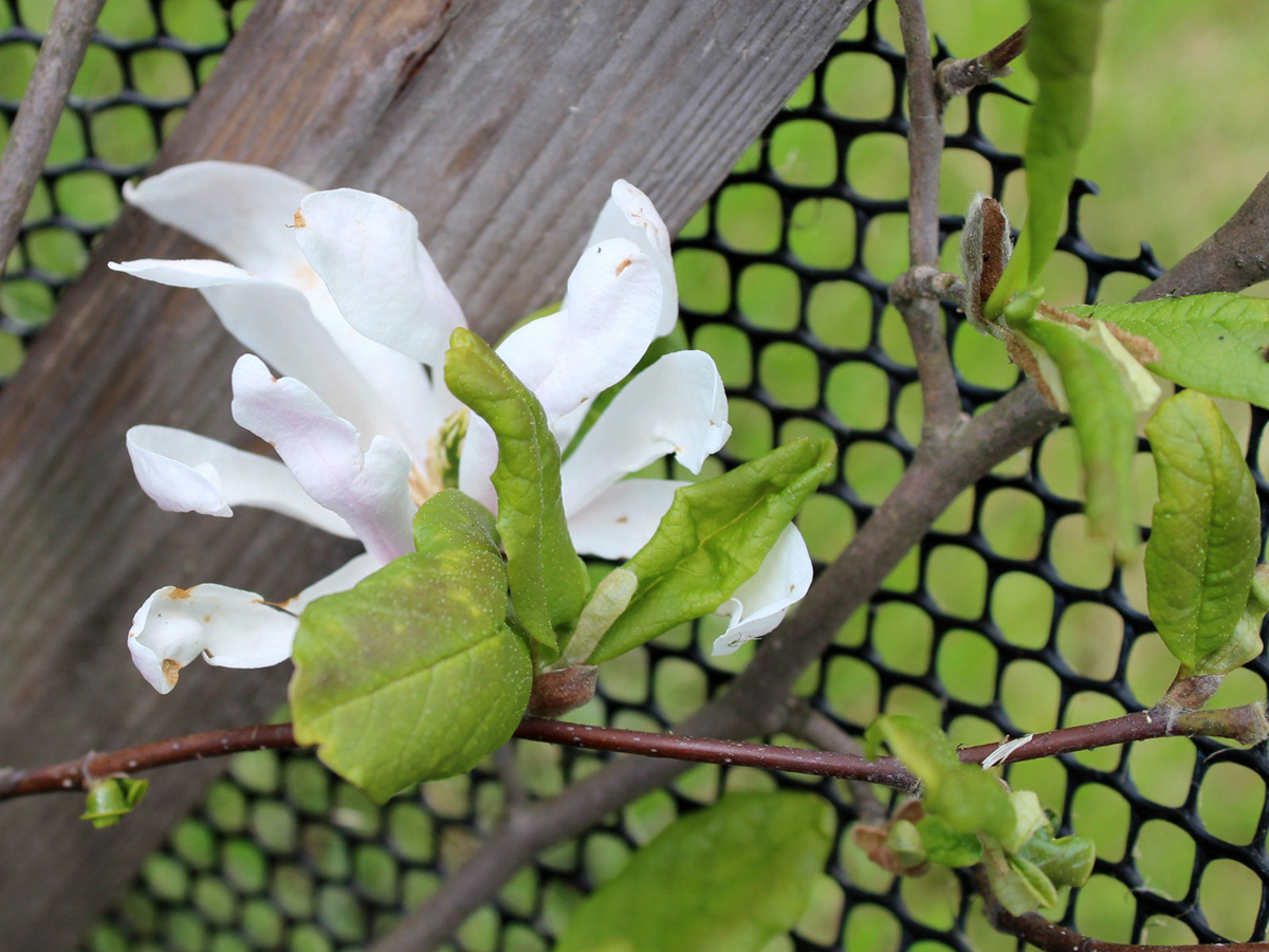 Image of Magnolia stellata specimen.