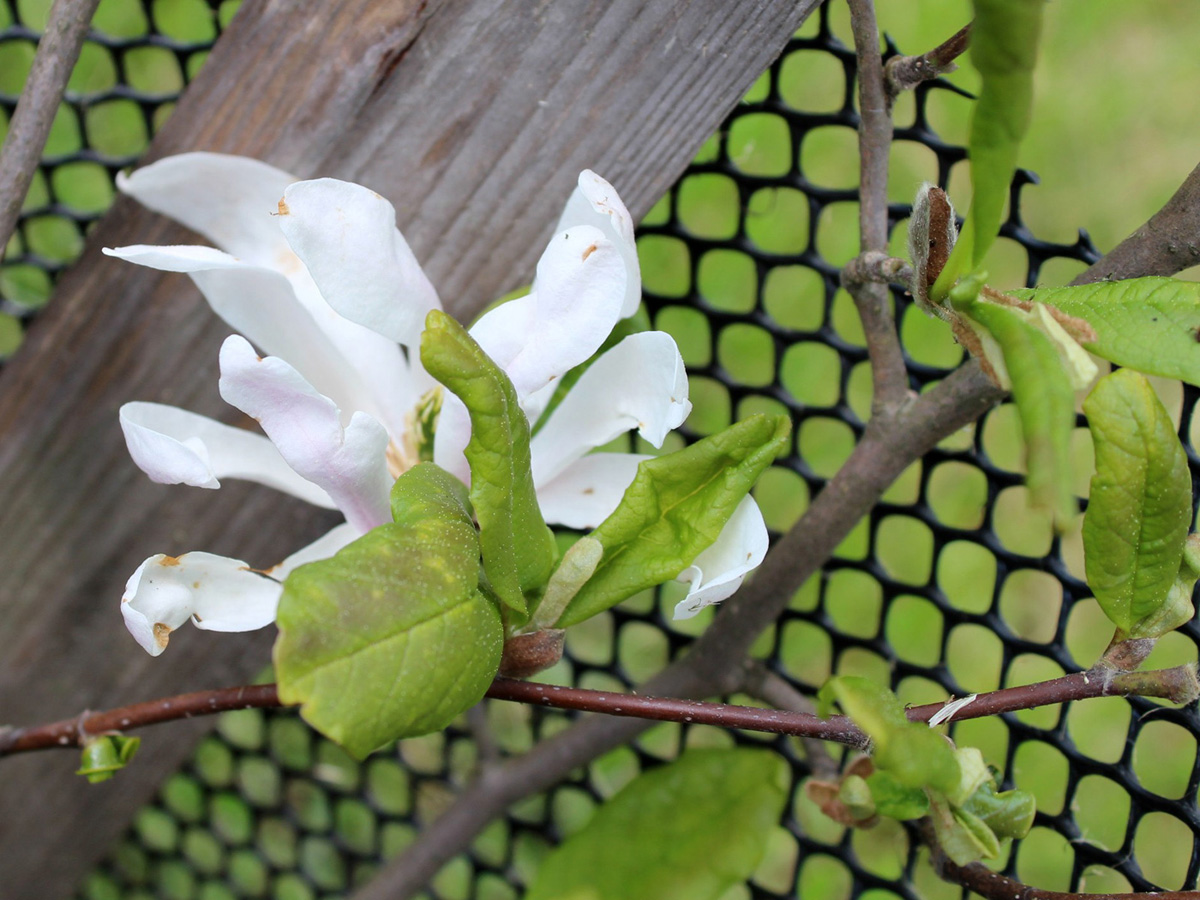 Image of Magnolia stellata specimen.