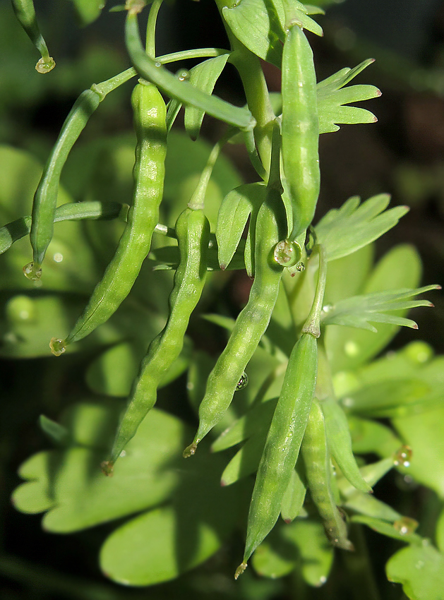 Изображение особи Corydalis turtschaninovii.