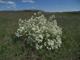 Crambe tataria