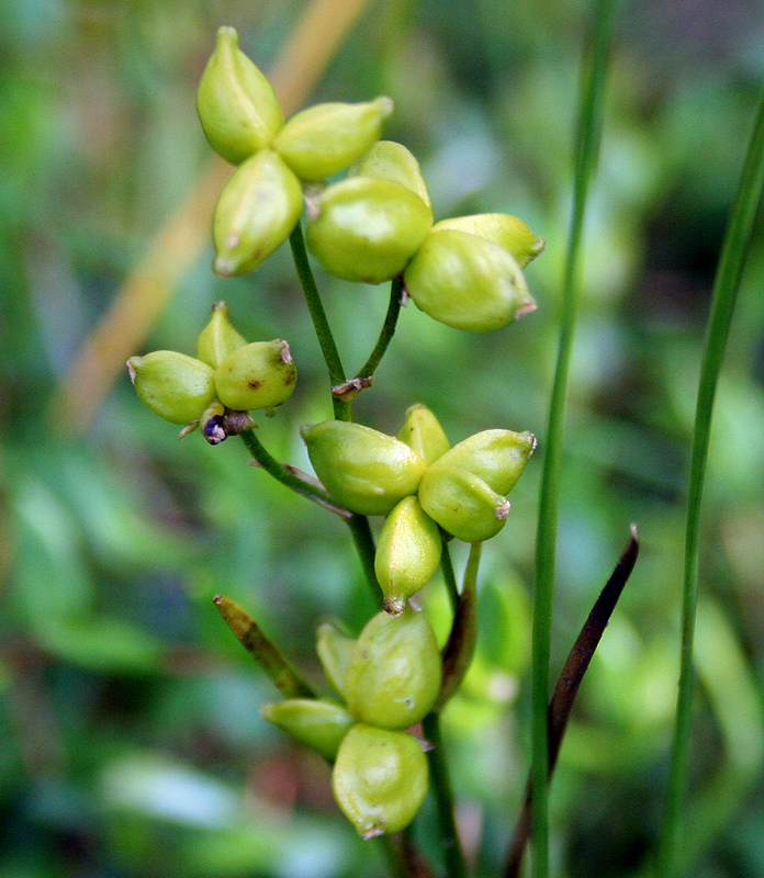 Image of Scheuchzeria palustris specimen.