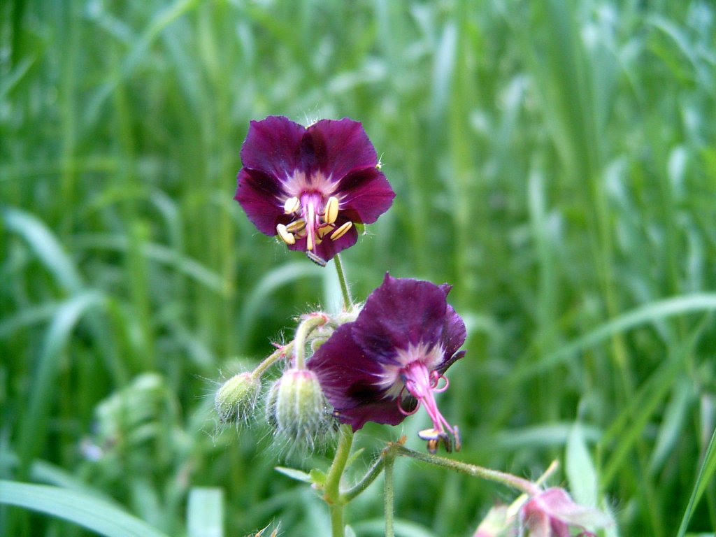 Изображение особи Geranium phaeum.