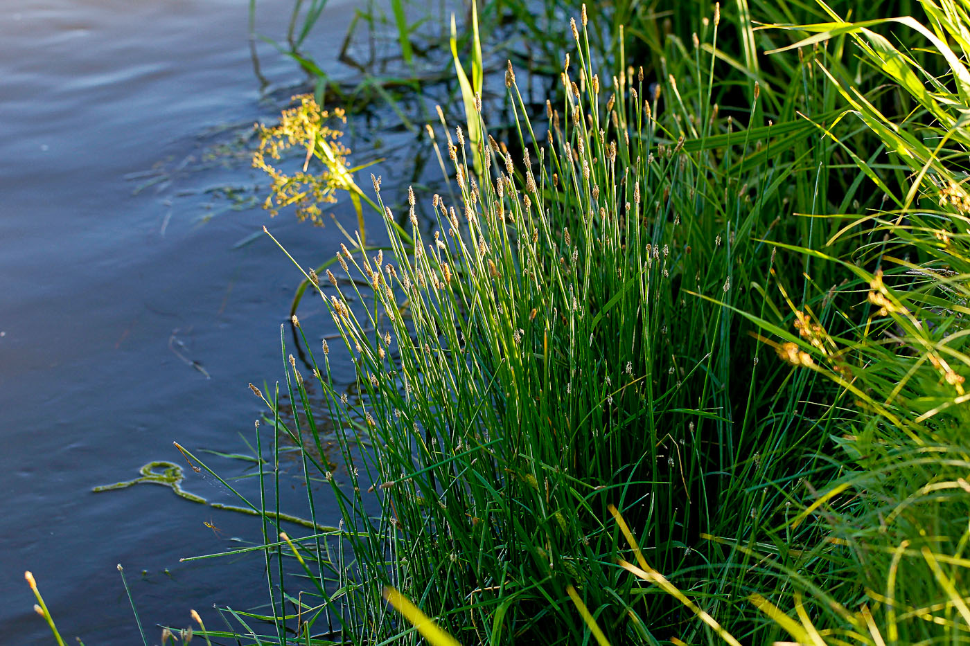 Image of Eleocharis palustris specimen.