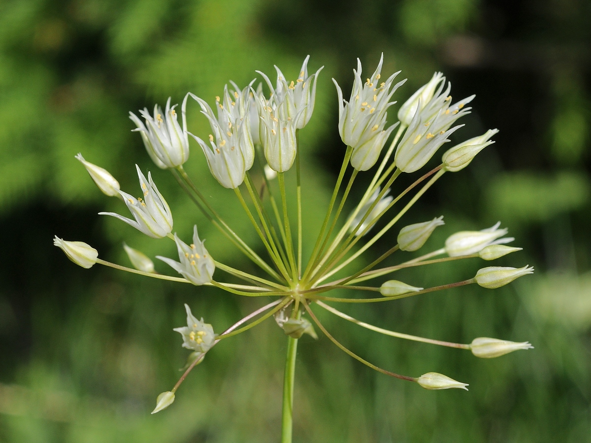 Image of Allium flavellum specimen.