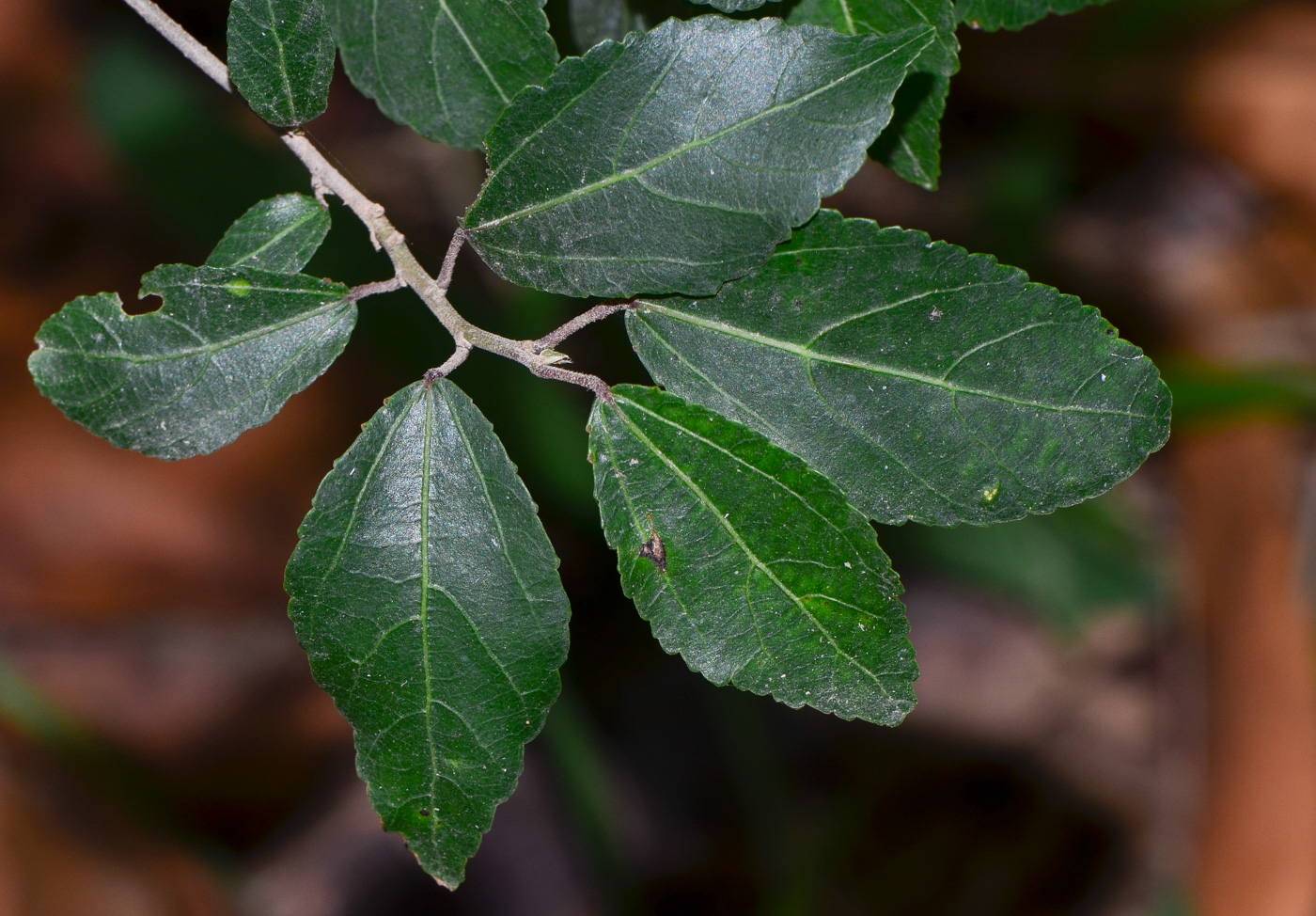 Image of Grewia occidentalis specimen.