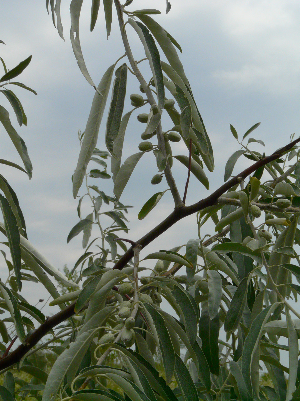 Image of Elaeagnus angustifolia specimen.