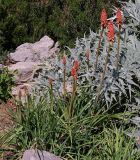 Kniphofia uvaria