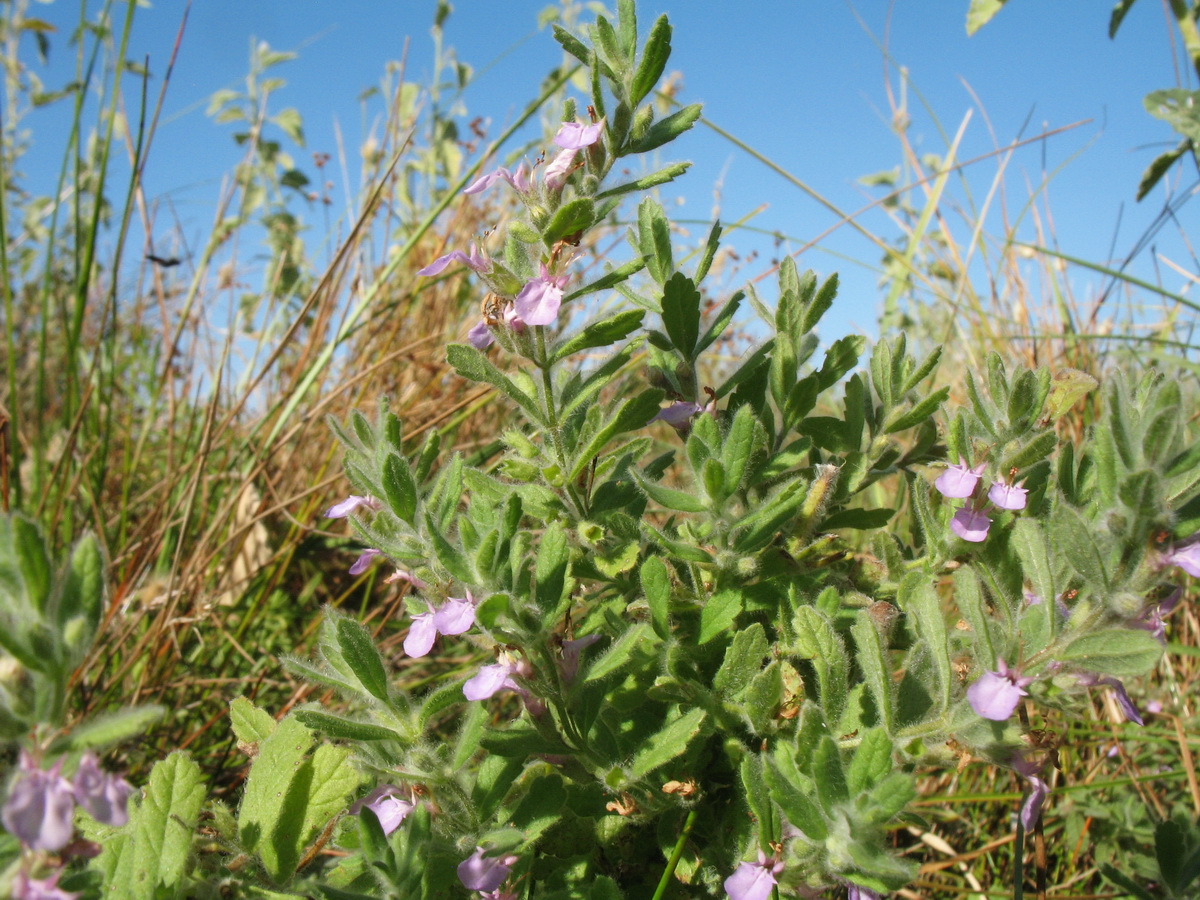 Изображение особи Teucrium scordioides.