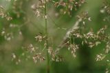 Agrostis tenuis