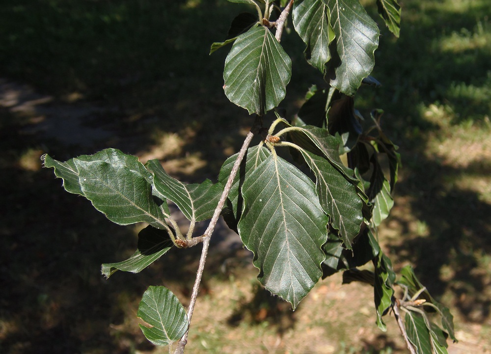 Изображение особи Fagus sylvatica.