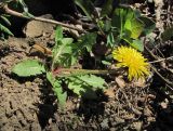 genus Taraxacum