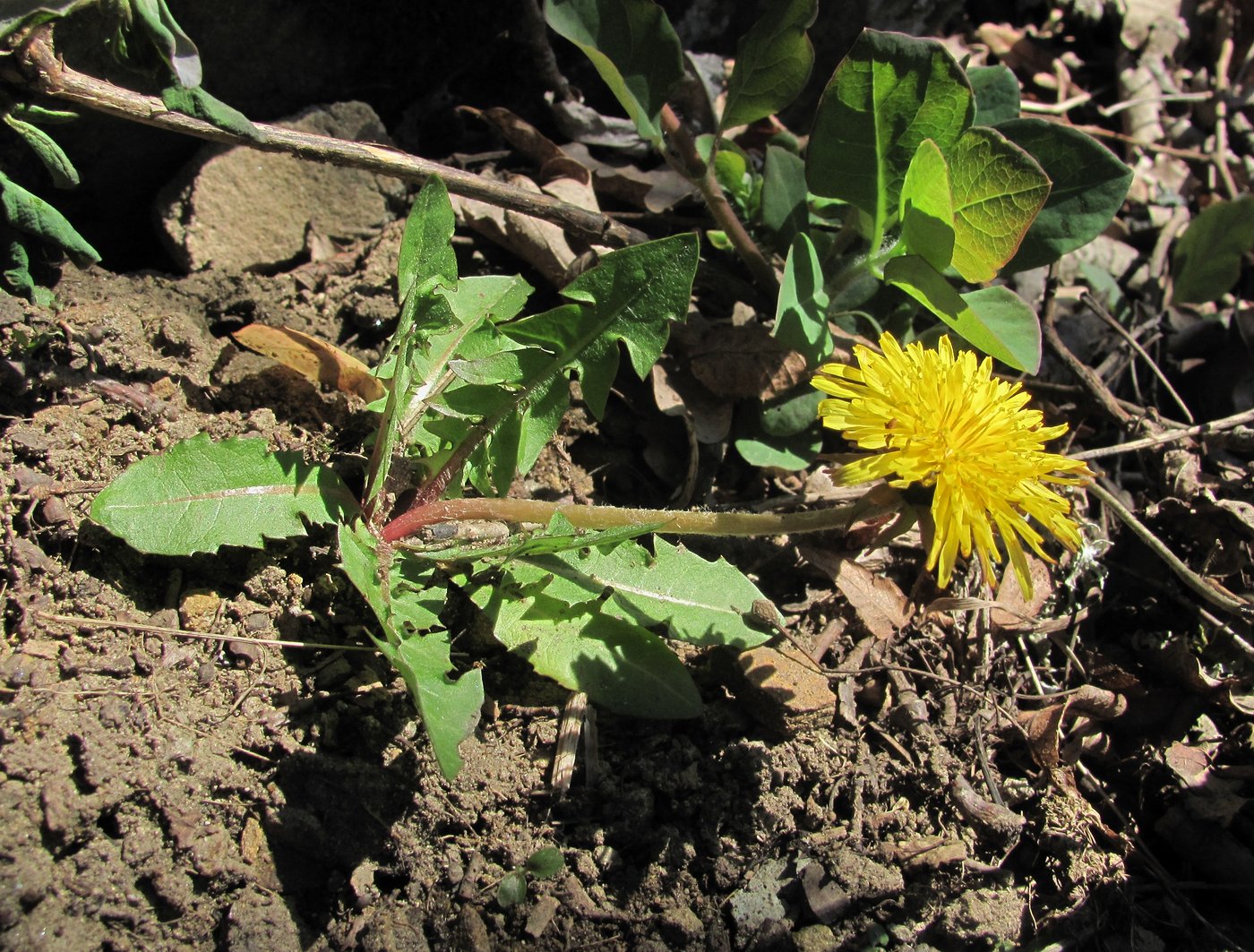 Image of genus Taraxacum specimen.