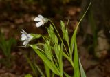 Stellaria holostea. Верхушки расцветающих растений. Молдова, Кишинев, Ботанический сад АН Молдовы. 10.04.2017.