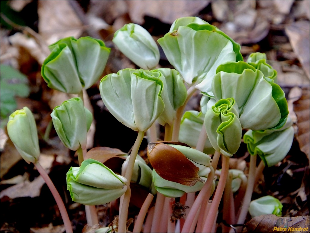 Изображение особи Fagus sylvatica.