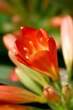 Clivia miniata. Распускающийся цветок. Израиль, Тель-Авив, парк Яркон \"Цапари\", в культуре. 18.03.2016.