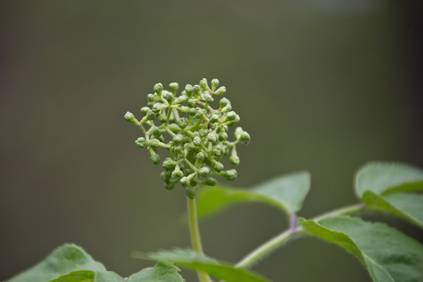 Изображение особи Sambucus sibirica.