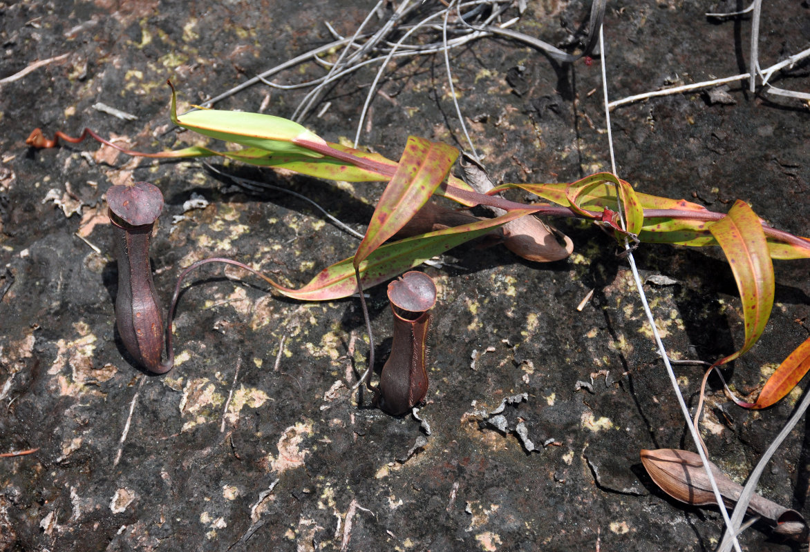 Image of Nepenthes gracilis specimen.