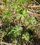 Delphinium dictyocarpum. Вегетирующее растение. Восточный Казахстан, Глубоковский р-н, окр. с. Тарханка, вершина сопки. 25.04.2017.