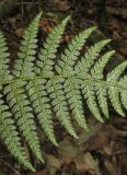 Polystichum setiferum. Часть вайи (вид снизу). Краснодарский край, м/о город-курорт Сочи, окр. с. Хлебороб, лиственный лес. 12 июня 2017 г.