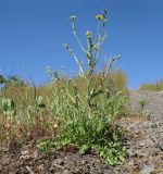 Crepis rhoeadifolia. Цветущее растение. Краснодарский край, м/о г. Новороссийск, восточный отрог горы Сахарная Голова, ≈ 300 м н.у.м., мелкощебнистый склон горы, сложенный ожелезнённым слабокарбонатным песчаником. 08.07.2017.