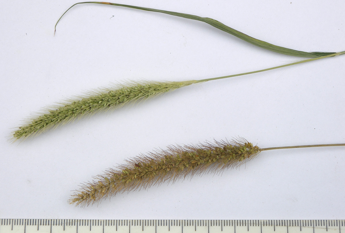 Image of Setaria viridis specimen.