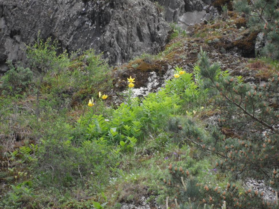 Image of Lilium monadelphum specimen.