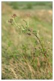 Astragalus cornutus