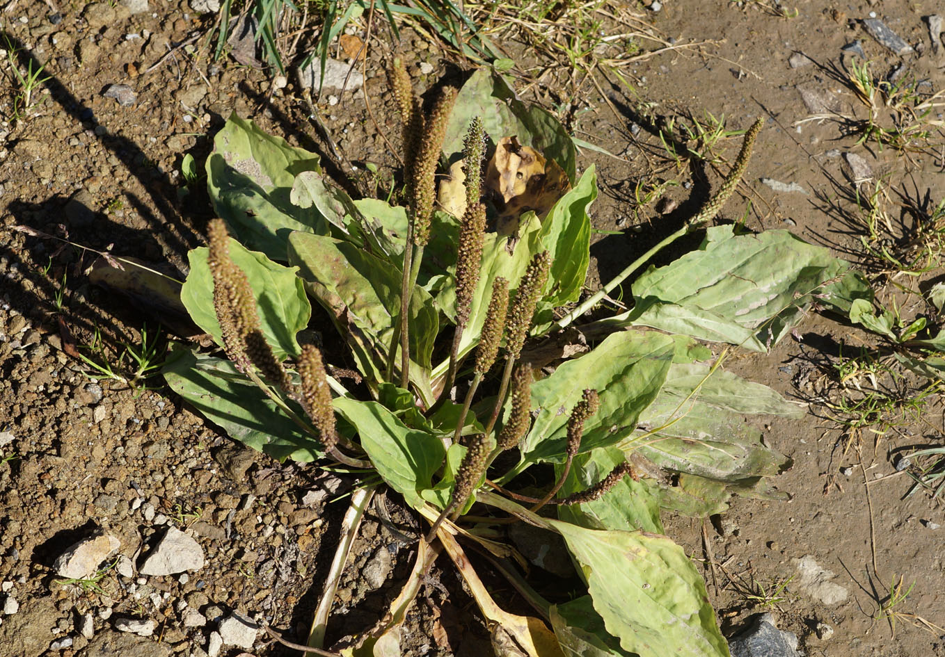 Изображение особи Plantago major.