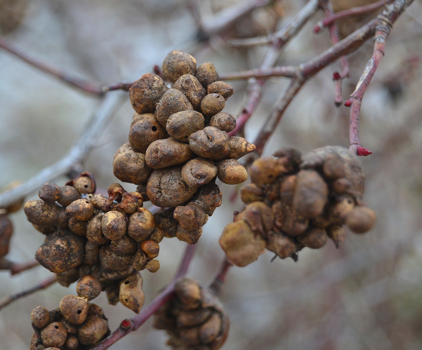 Image of Rosa canina specimen.