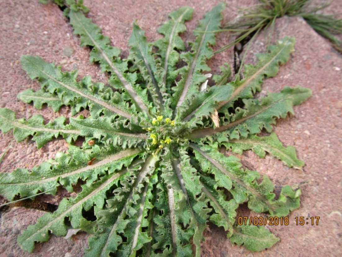 Image of familia Brassicaceae specimen.