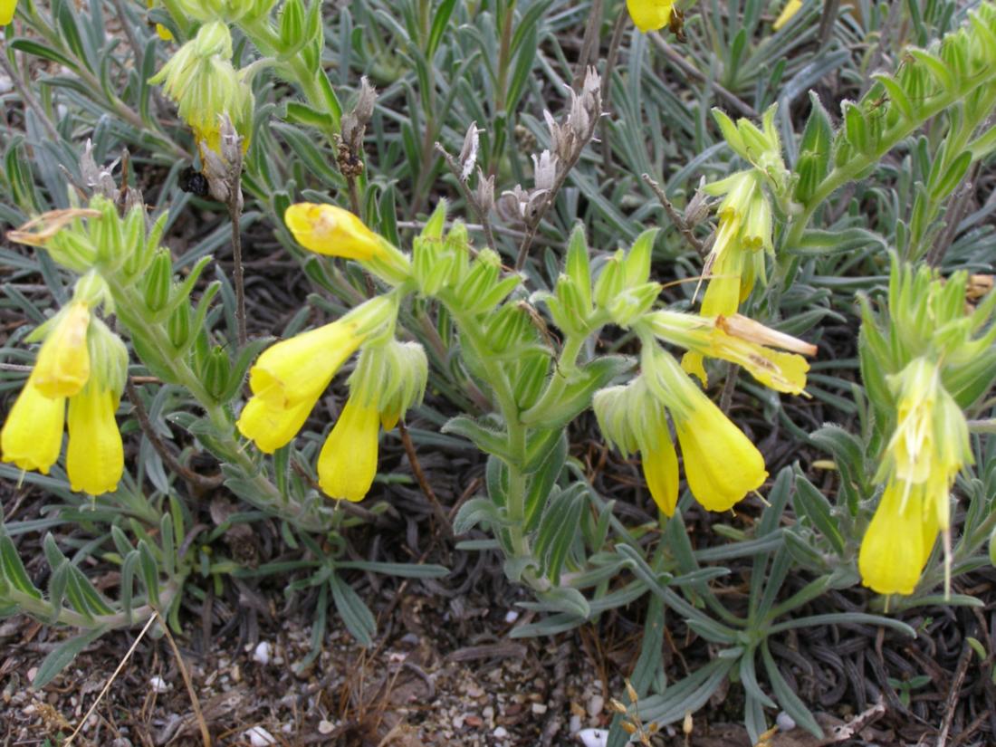 Image of Onosma taurica specimen.