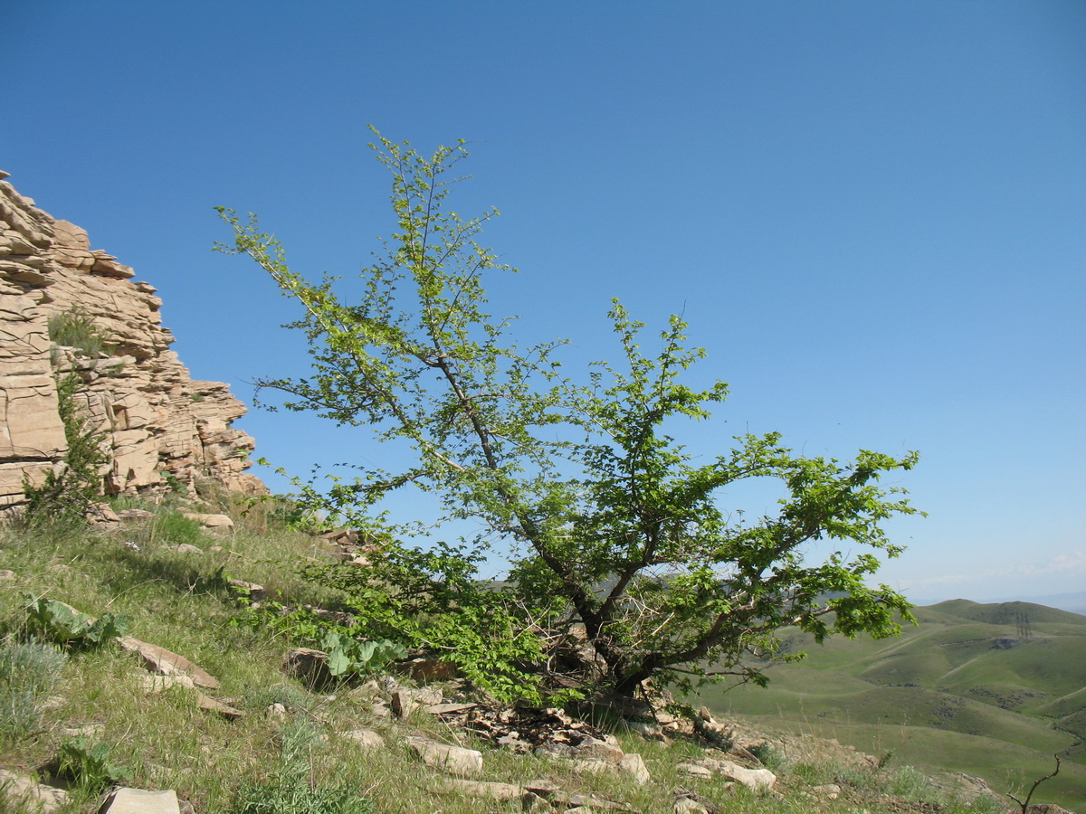 Image of Ulmus pumila specimen.