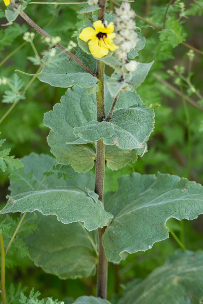 Изображение особи Verbascum formosum.