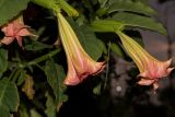 genus Brugmansia. Цветки. Израиль, г. Бат-Ям, в озеленении высотного дома. 04.05.2018.
