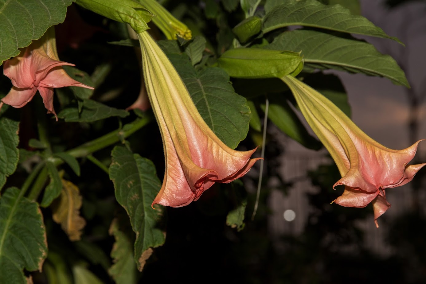 Image of genus Brugmansia specimen.