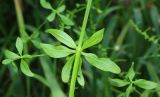 Galium debile