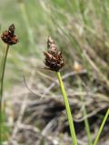 Carex oreophila