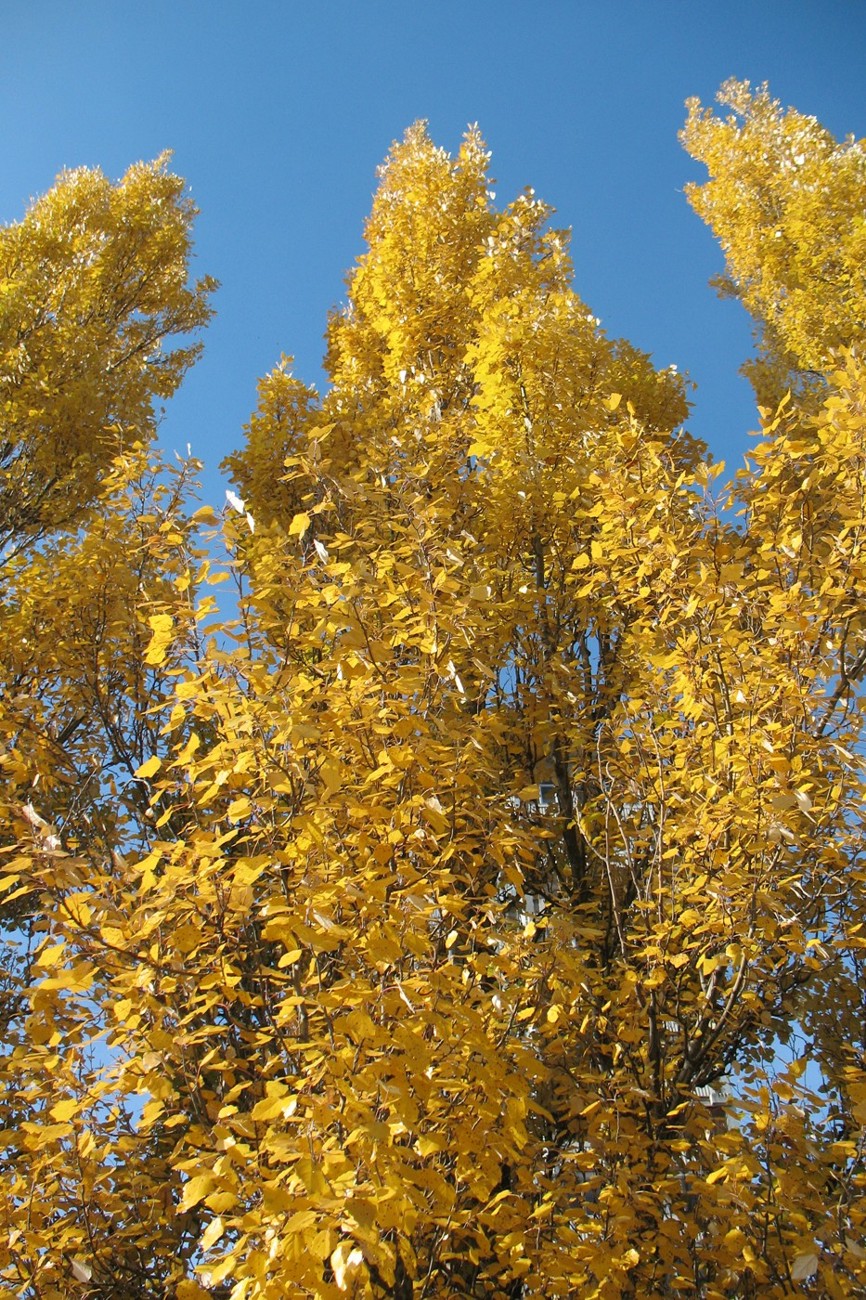 Image of Populus &times; canescens specimen.