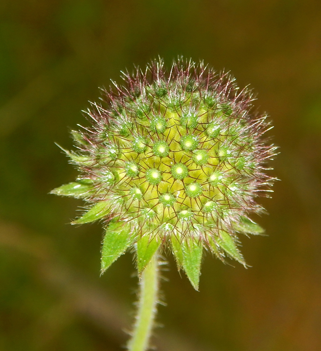 Image of genus Knautia specimen.