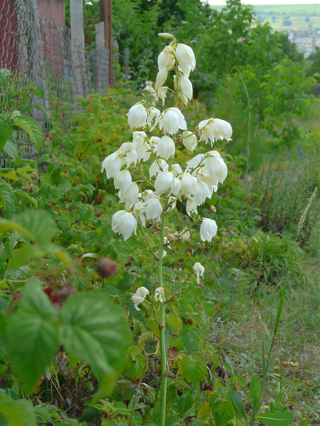 Image of Yucca filamentosa specimen.