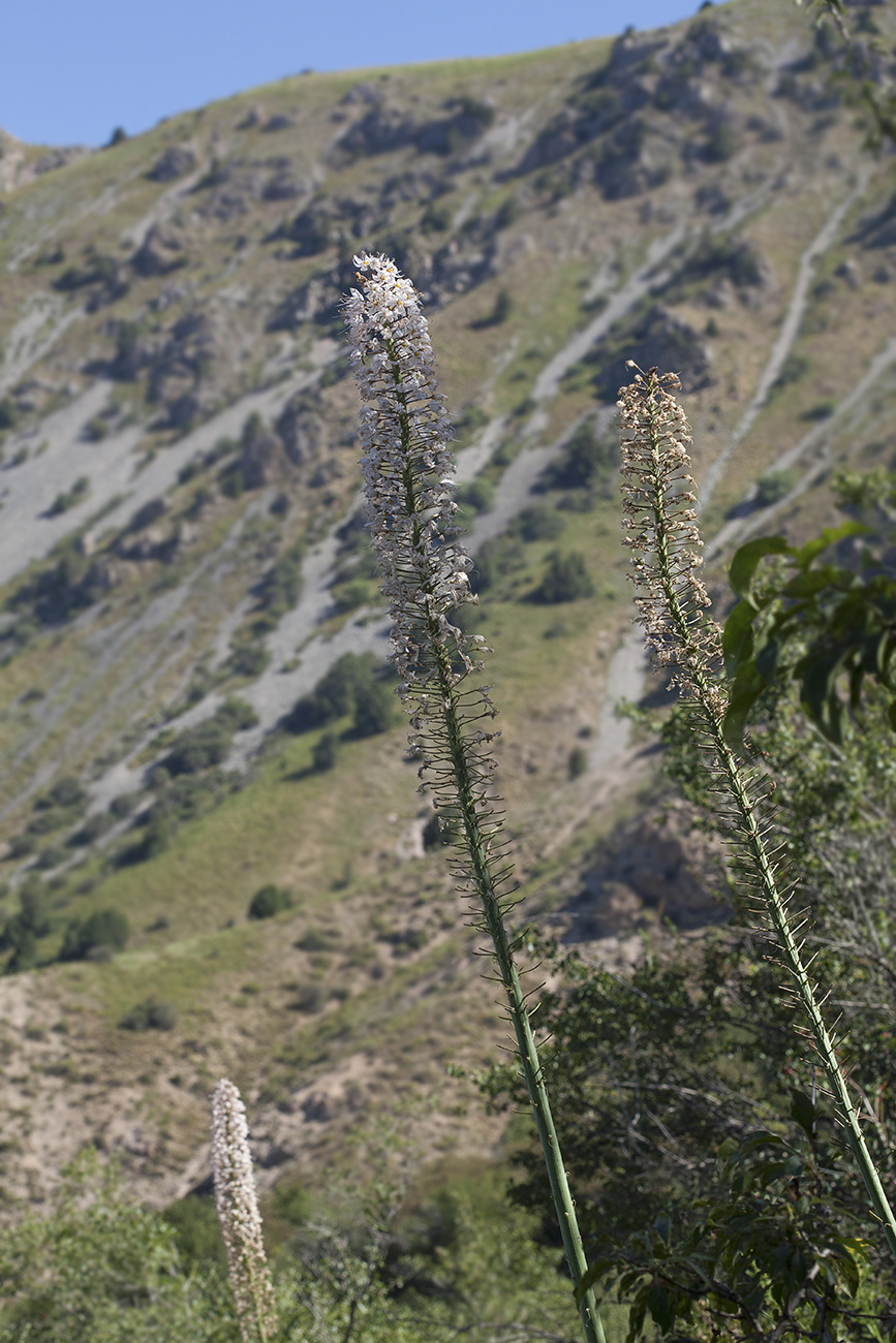 Image of Eremurus robustus specimen.