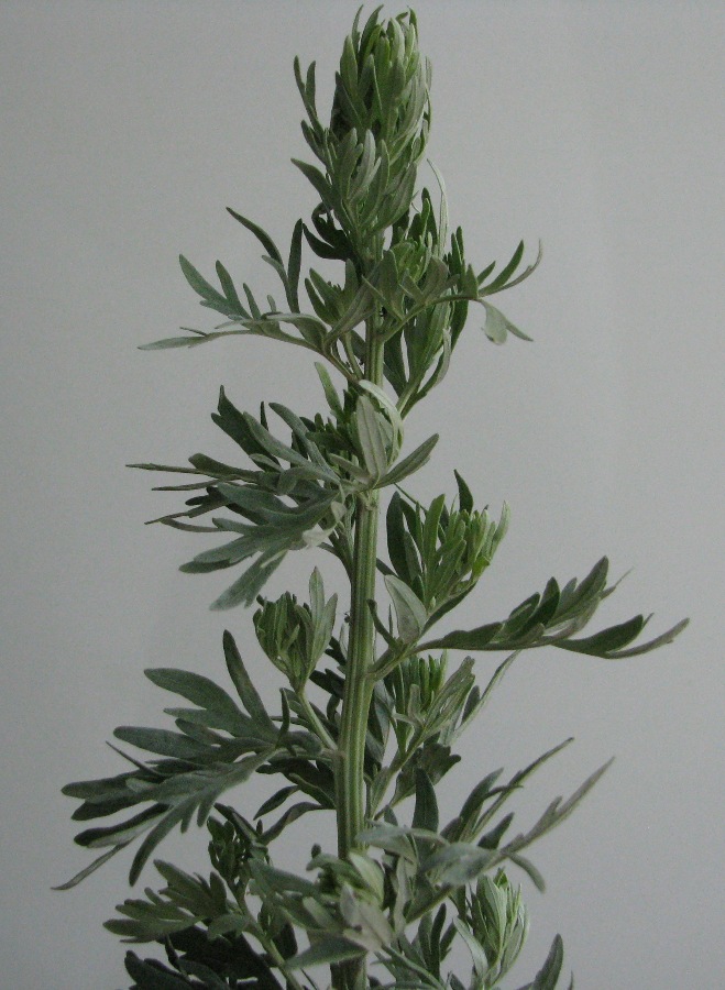 Изображение особи Artemisia absinthium.