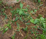 Смотреть изображение род Persicaria