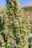 Rumex aquaticus. Часть соплодия. Мурманская обл., окр. пос. Дальние Зеленцы, устье Зеленецого ручья, луговина в зоне заплеска. 28.07.2018.