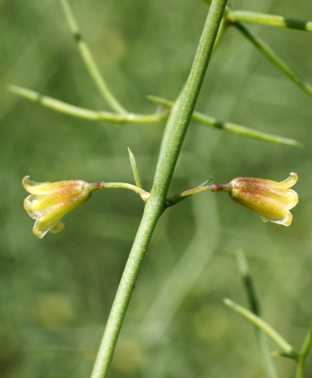 Image of Asparagus ferganensis specimen.