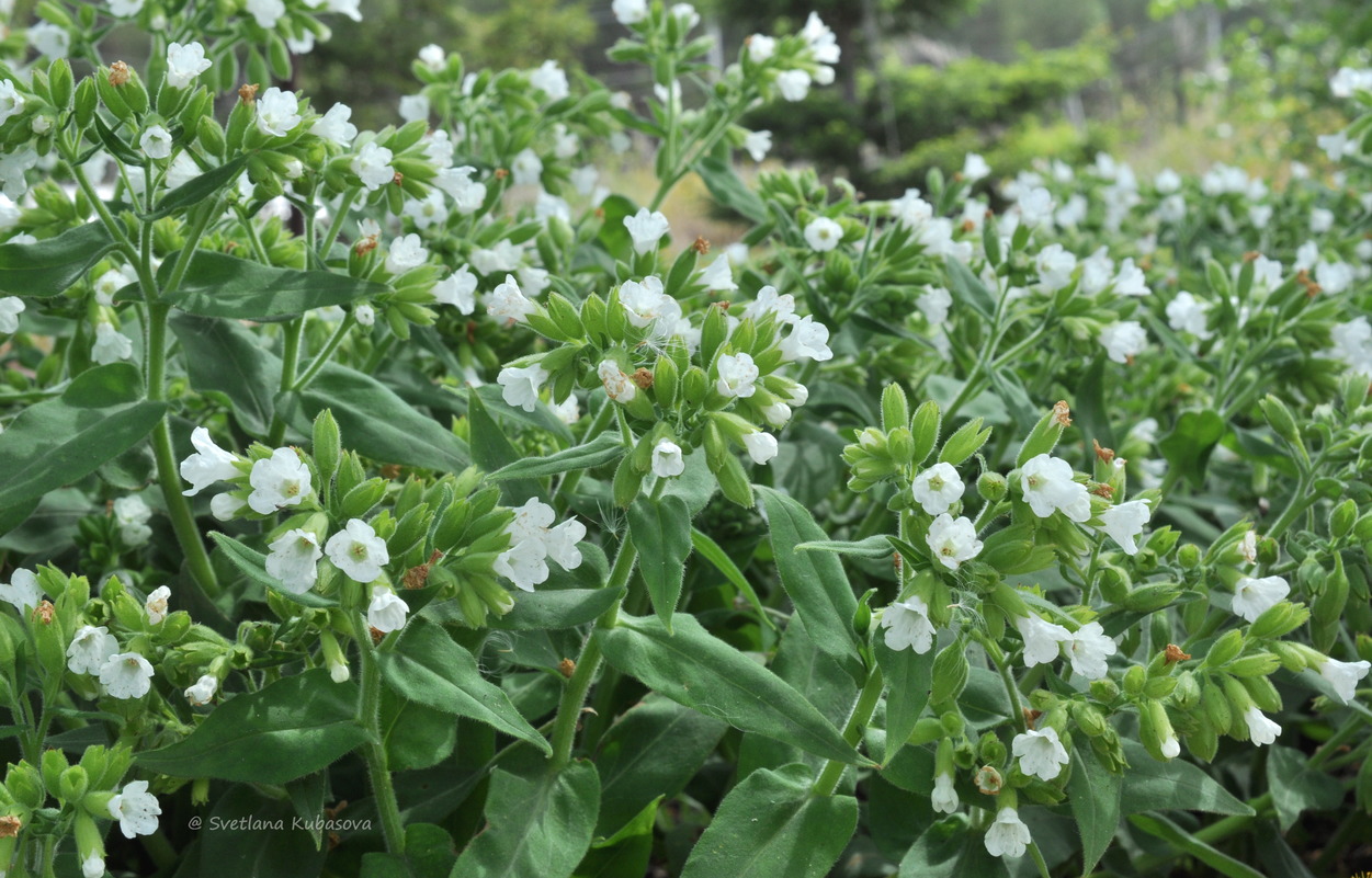 Image of Pulmonaria mollis specimen.