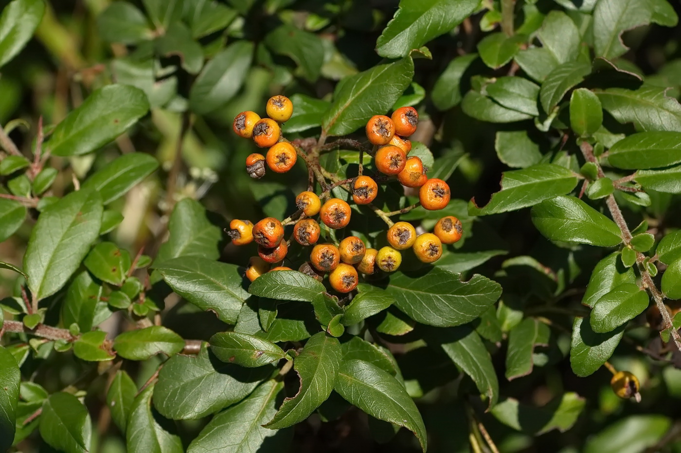 Image of genus Pyracantha specimen.