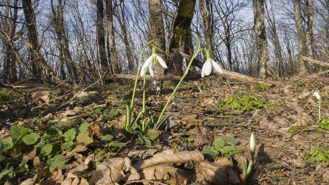 Изображение особи Galanthus plicatus.