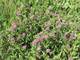 Trifolium pratense. Верхушки цветущих растений. Казахстан, Восточно-Казахстанская обл., Уланский р-н, окр. с. Украинка, луг. 29.06.2005.