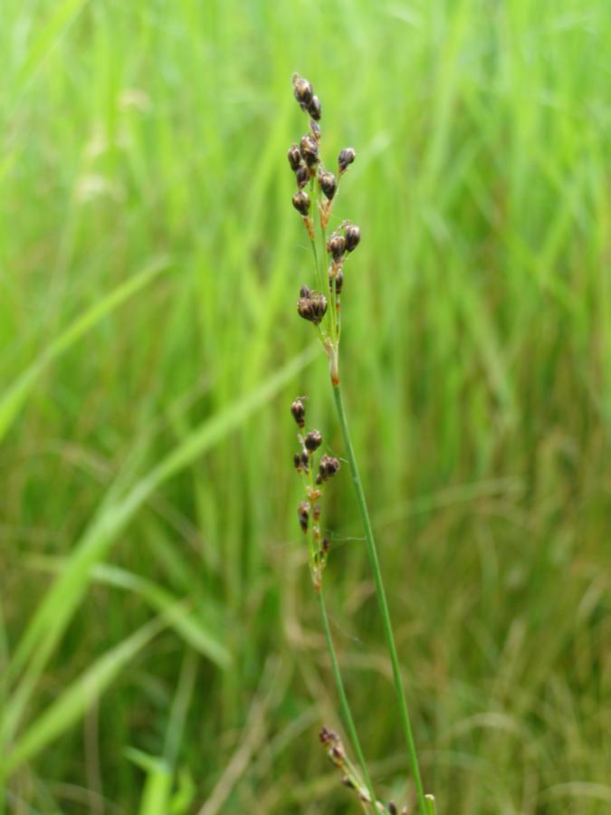 Изображение особи Juncus gerardi.